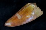 Top Quality Carcharodontosaurus Tooth - Thick #20353-2